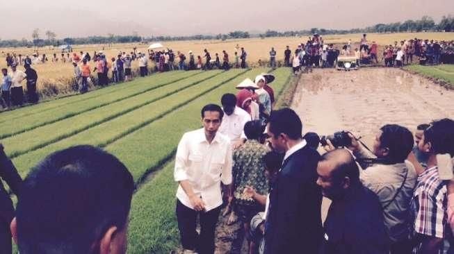 Jokowi Tiba dI Merauke, Hari Ini akan Panen Raya