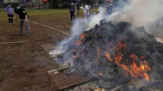 Dua Hektare Ladang Ganja Dibakar TNI