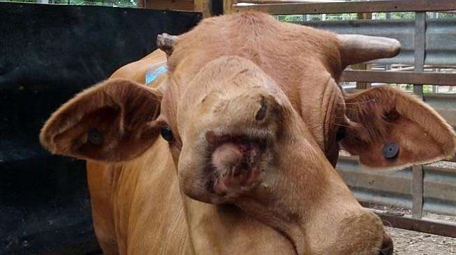 Dijual, Sapi Bermuka Dua Asal Australia