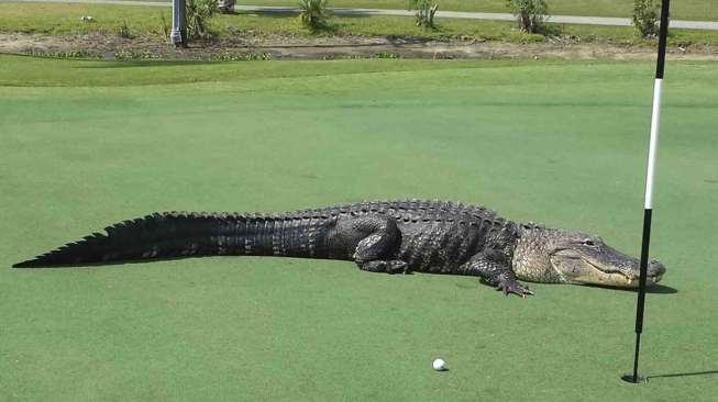 Buaya Raksasa di Lapangan Golf