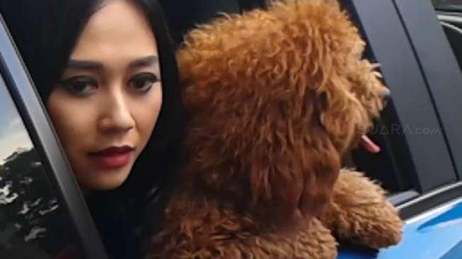 Lucunya Anjing Peliharaan Aura Kasih