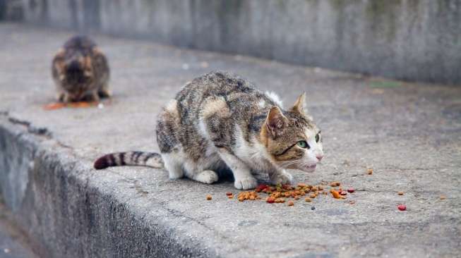 Awas! Ada 10 Makanan yang Tidak Boleh Dimakan Kucing