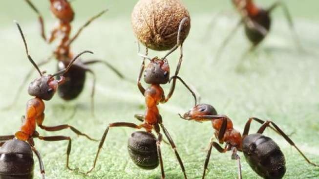 Cara menghilangkan semut merah dengan cepat