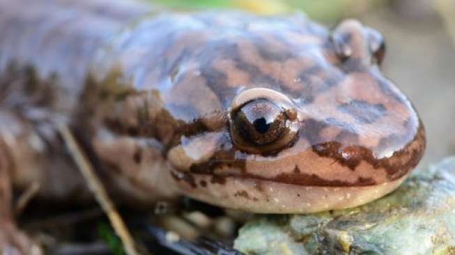 Ilustrasi salamander (Shutterstock).