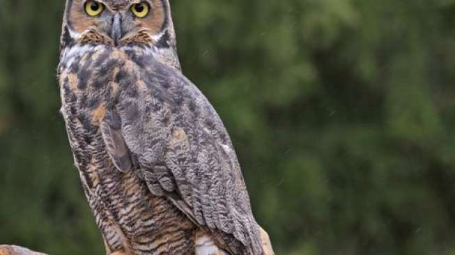 Apa Saja Makanan Burung Hantu? Jangan Sembarangan, Harus Sesuai Jenisnya