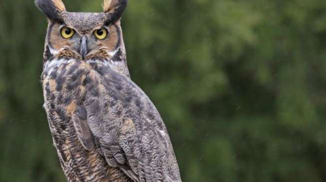 Burung Ini Diduga Penyebab Flu Burung Dua Warga Tangerang