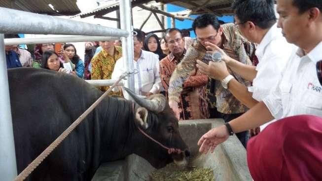 Didemo karena Namai Sapi Betawi, Ahok: Di Mana Rasisnya?