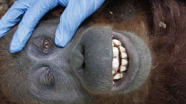 Orangutan betina berumur 20 tahun tersebut dievakuasi setelah terisolir di perkebunan sawit.