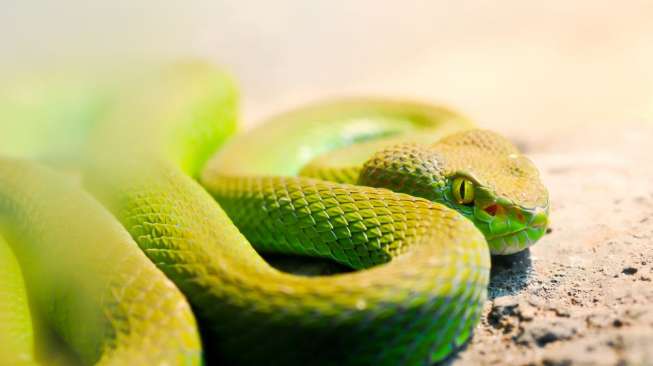 Ilustrasi ular. (Shutterstock)