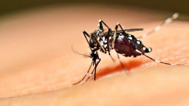 Viral Buku Catatan Koleksi Kematian Nyamuk, Ada yang Bunuh Diri Sampai Kesetrum