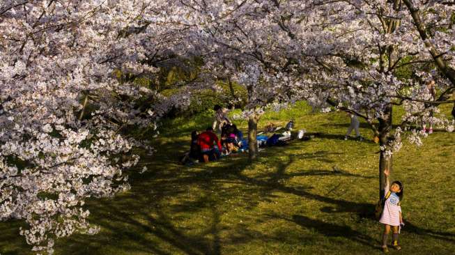 Khalayak termasuk anak-anak menikmati kegiatan piknik di bawah jajaran pohon Sakura (cherry) yang bunganya tengah bersemi, di Kasai Rinkai Park, Tokyo, Jepang, Kamis (2/4/2015). [Reuters/Thomas Peter]