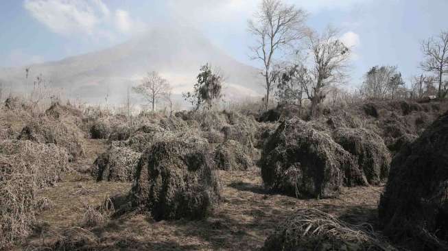 Akibat Erupsi Sinabung