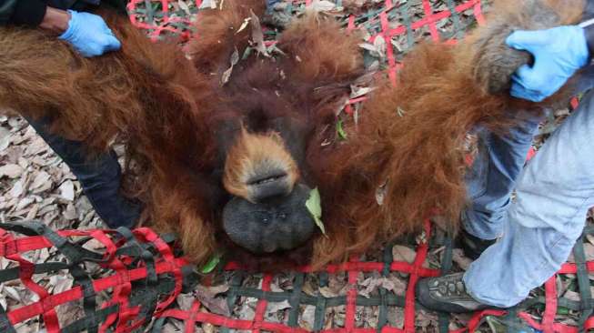 Penyelamatan Orangutan Sumatera