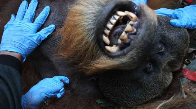 Penyelamatan Orangutan Sumatera