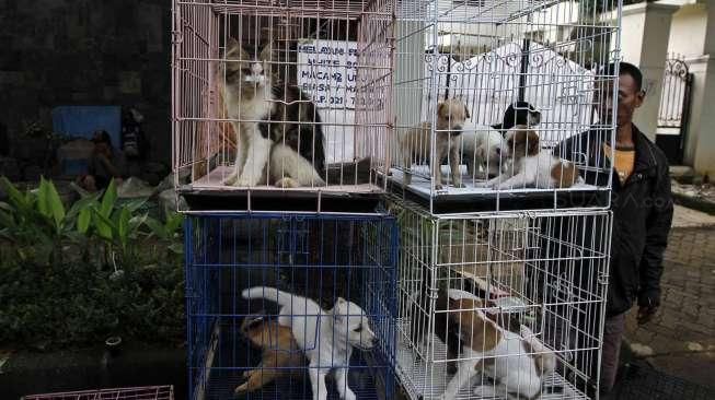 razia pedagang anjing dan kucing ilegal di jalan Latuharhari Jakarta, Kamis (9/4).