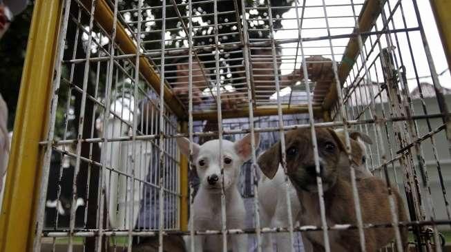 razia pedagang anjing dan kucing ilegal di jalan Latuharhari Jakarta, Kamis (9/4).