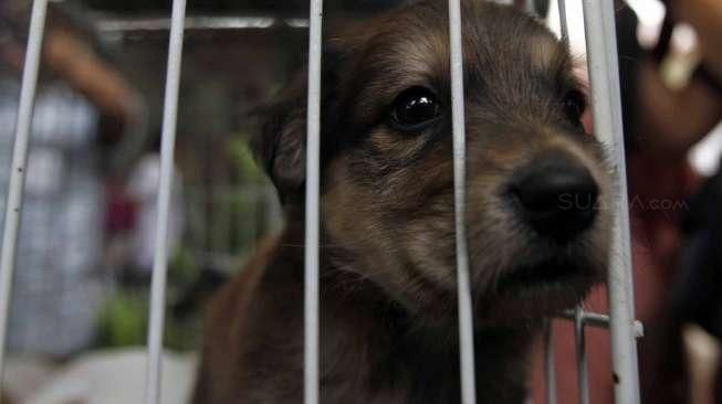 Adat Makan Daging Anjing Bukan Alasan Legalkan Peredarannya