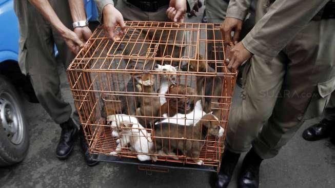 Puluhan ekor anjing dan kucing yang di amankan oleh petugas tersebut karena tidak memiliki surat penjualan.