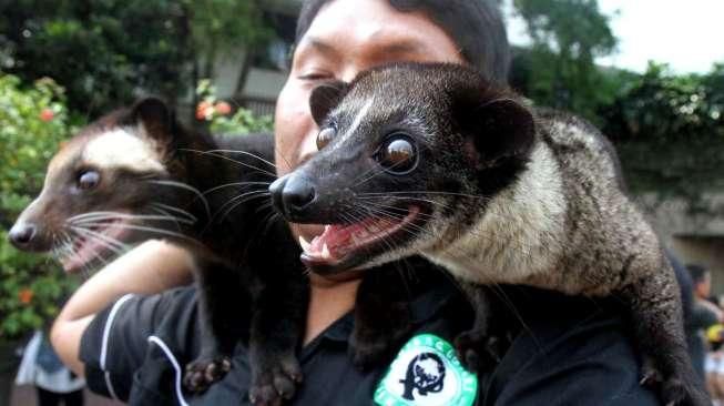 Sejumlah anggota komunitas Musang Lovers Indonesia tampil membawa hewan peliharaannya pada ajang Car Free Day (CFD) di Jalan Sudirman-Thamrin, Jakarta, Minggu (12/4/2015). [Suara.com/Oke Atmaja]