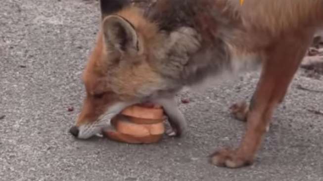 VIDEO: Kelaparan, Rubah dari Kota 'Hantu' Chernobyl Buat 'Burger'