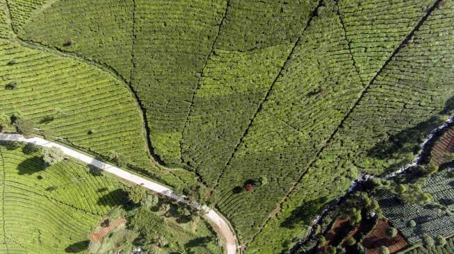 Kementerian ESDM menduga longsornya tanah di Kampung Cibitung di kawasan tersebut terjadi karena adanya alih fungsi hutan.