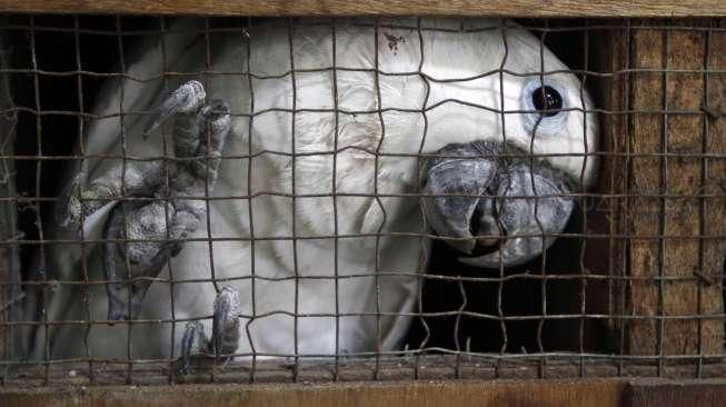 Burung langka tersebut akan dibawa ke Pusat Penyelamatan Satwa untuk direhabilitasi sebelum dilepas liarkan.