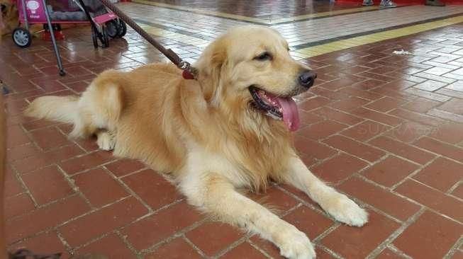 Kalau Anjing Susah Makan, Begini Solusinya