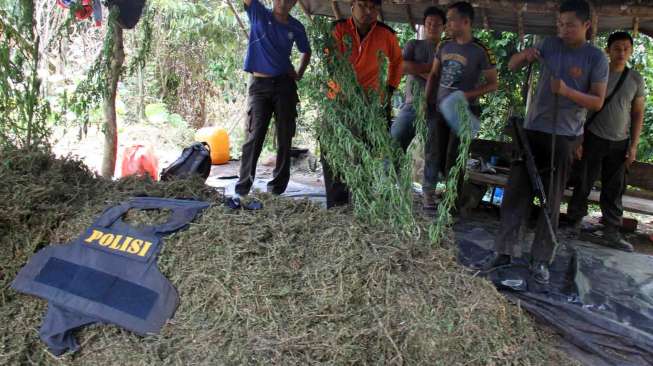 Ladang Ganja 29 Hektare