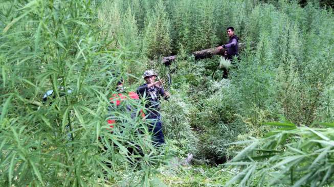 Polisi dan BNN Telusuri Temuan 7 Hektare Ladang Ganja di Aceh