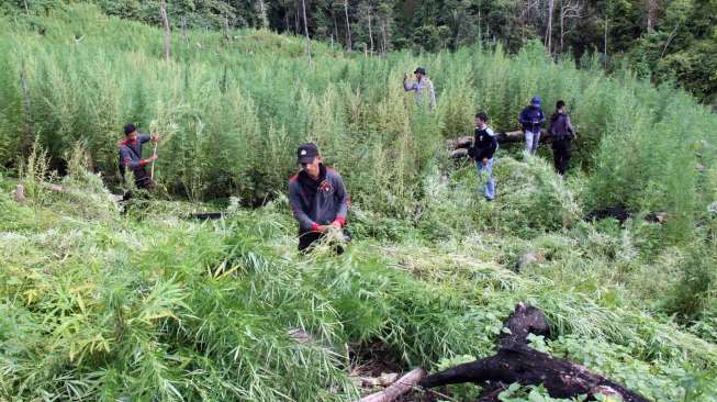 Ladang Ganja 29 Hektare