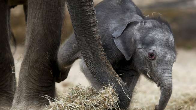 Si bayi gajah Asia yang baru lahir tampak terhuyung-huyung dekat kaki induknya, di taman alam bebas Pairi Daiza di Brugelette, Belgia, Senin (25/5/2015). [Reuters/Francois Lenoir]