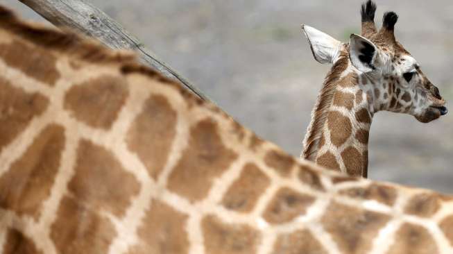 Seekor jerapah kecil yang baru lahir tampak menyesuaikan diri di lingkungannya, di taman alam bebas Pairi Daiza di Brugelette, Belgia, Senin (25/5/2015). [Reuters/Francois Lenoir]