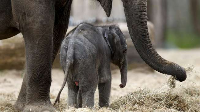 Sang bayi gajah Asia yang baru lahir berdiri di samping kaki induknya yang bernama Farina, di taman alam bebas Pairi Daiza di Brugelette, Belgia, Senin (25/5/2015). [Reuters/Francois Lenoir]