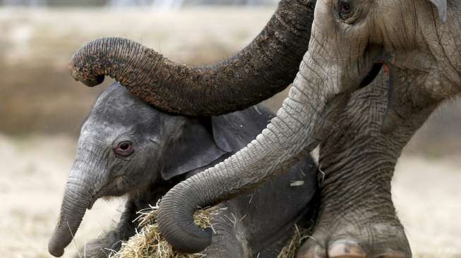 Sang bayi gajah Asia yang baru lahir mendapat bantuan dari induknya yang bernama Farina, di taman alam bebas Pairi Daiza di Brugelette, Belgia, Senin (25/5/2015). [Reuters/Francois Lenoir]