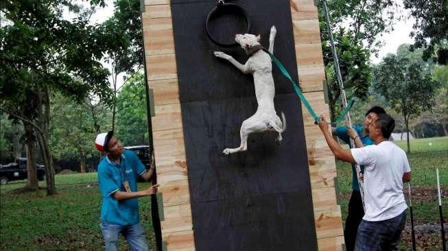 Ratusan anjing jenis pitbull se-Jawa dan Bali mengikuti turnamen ketangkasan bertajuk 'Brigade Pitbull Championship' di kawasan Cibubur, Minggu (31/5/2015). [Suara.com/Kurniawan Mas'ud]