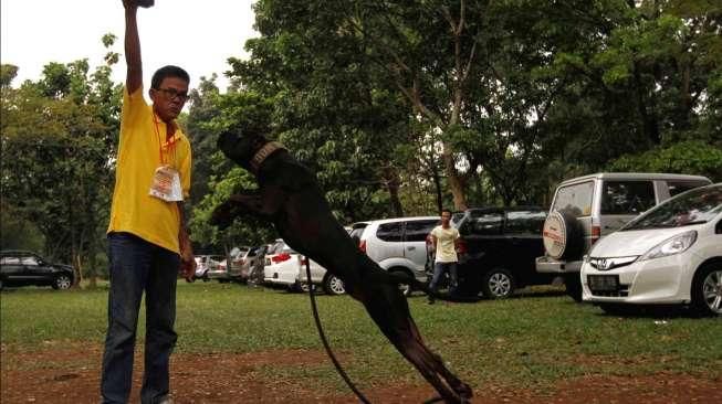 Ratusan anjing jenis pitbull se-Jawa dan Bali mengikuti turnamen ketangkasan bertajuk 'Brigade Pitbull Championship' di kawasan Cibubur, Minggu (31/5/2015). [Suara.com/Kurniawan Mas'ud]