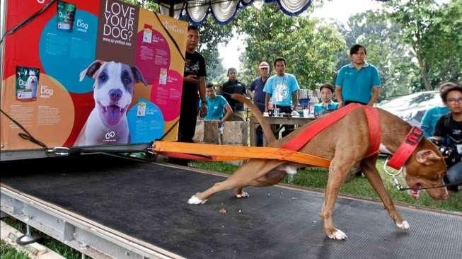 Ratusan anjing jenis pitbull se-Jawa dan Bali mengikuti turnamen ketangkasan bertajuk 'Brigade Pitbull Championship' di kawasan Cibubur, Minggu (31/5/2015). [Suara.com/Kurniawan Mas'ud]