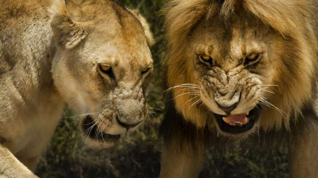 Duh, Singa dan Puma di Afrika Selatan Terdeteksi Positif COVID-19