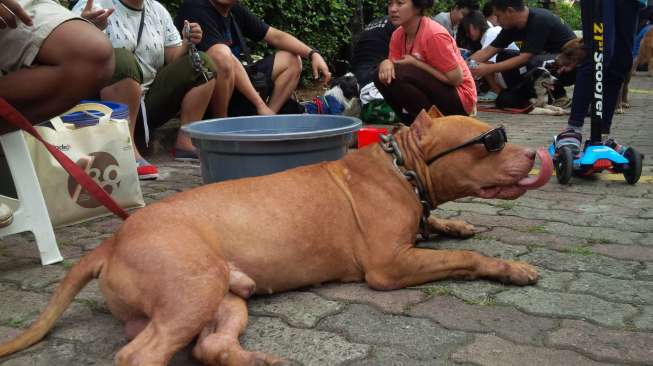 Awas, Marak Pencurian Anjing Peliharaan di Jakarta