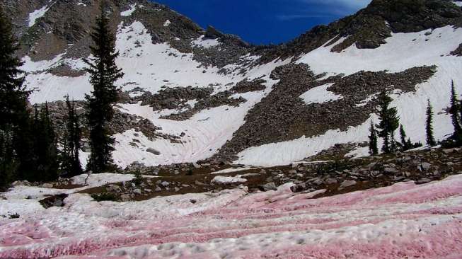 Ada 'Salju Semangka' di Nevada