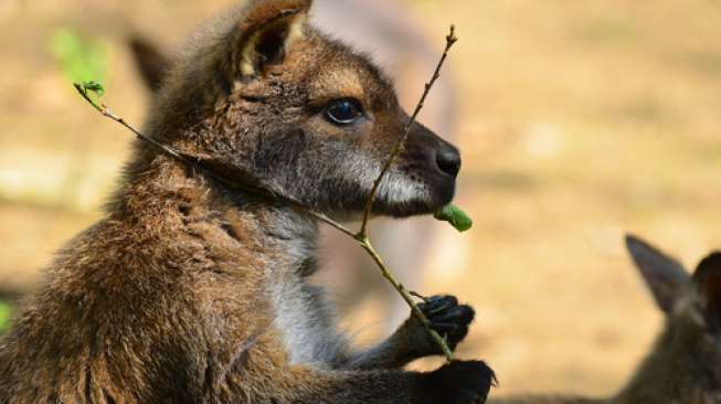 Kanguru Masuk Lapangan Golf Serang Nenek 69 Tahun, Korban Alami Luka Rahang