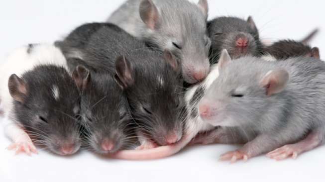 Ilustrasi tikus (Shutterstock).