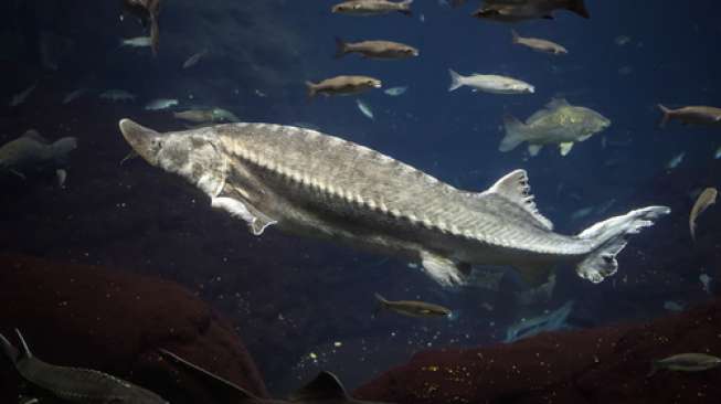 "Wall of Tears", Bukti Sejarah Gelap Kepulauan Galapagos