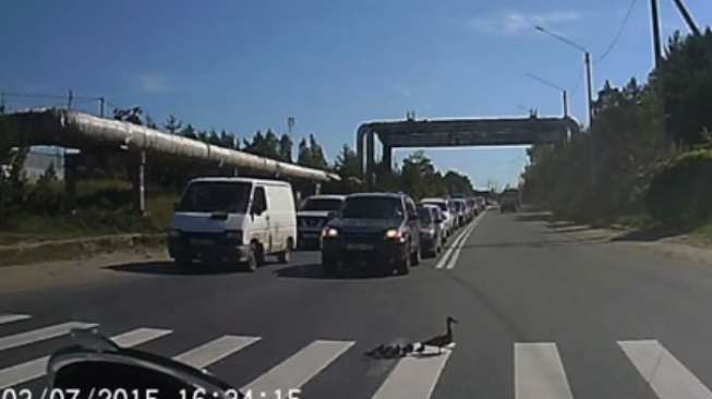 VIDEO: Lihat Bebek Ini Menyeberang di "Zebra Cross"