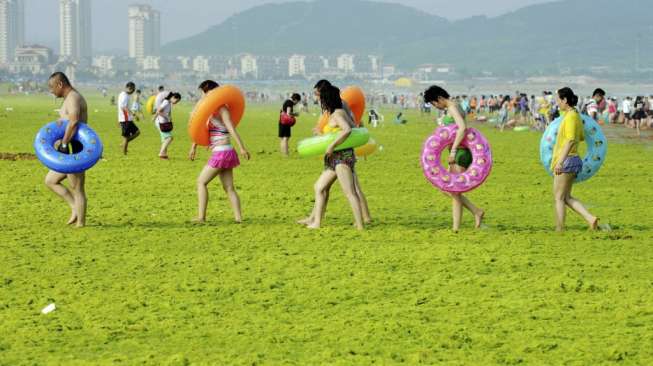 Wisatawan memadati sebuah pantai yang diselimuti lapisan ganggang hijau di Qingdao, Provinsi Shandong, Cina, (24/7)