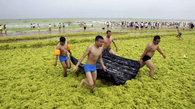 Wisatawan memadati sebuah pantai yang diselimuti lapisan ganggang hijau di Qingdao, Provinsi Shandong, Cina, (24/7)