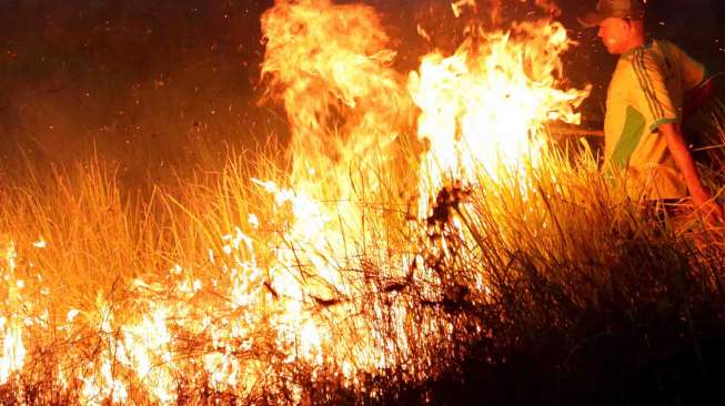 Hutan Lereng Gunung Sumbing Terbakar