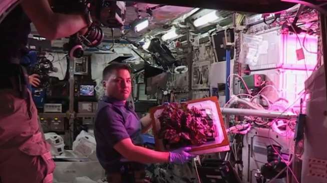 Astronot NASA Nikmati Sayuran yang Ditanam di Luar Angkasa