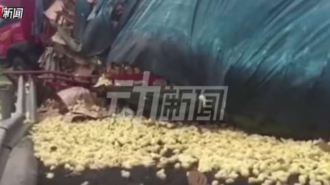 VIDEO: Ribuan Anak Ayam Jadi Korban Tronton Terguling