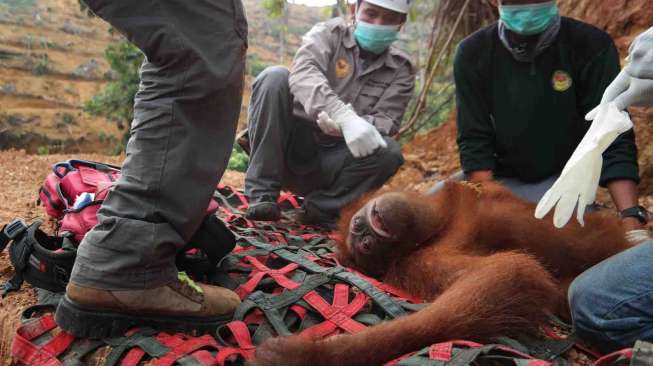 Evakuasi Orangutan Sumatera